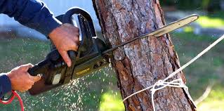 Reliable Alorton, IL Tree Removal Services Solutions